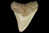 Fossil Megalodon Tooth - North Carolina #109713-1